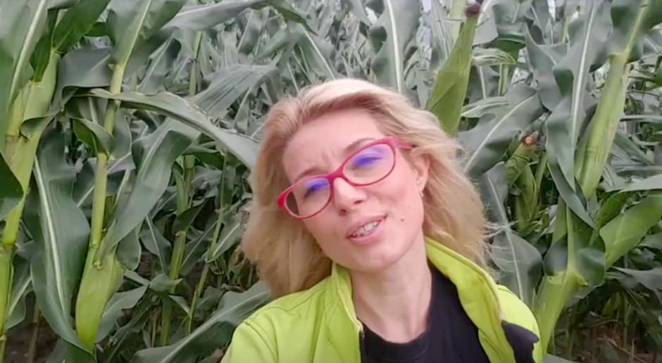 Katarzyna Szulc; fot. farmer.pl Stan plantacji kukurydzy w rejonie zagrożonym suszą