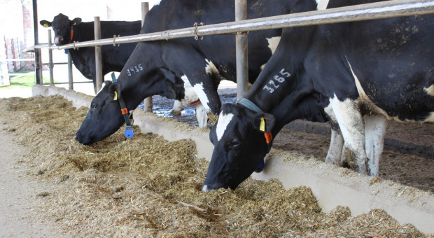 Lepsza zdrowotność i wydajność krów po aspirynie?