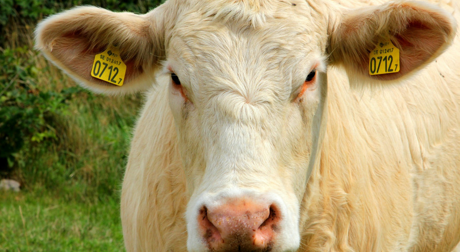 fot. Rolf Johansson z Pixabay KE może zażądać od Polski zwrotu części „Pakietu Hogana”