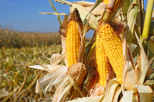 Notowania kukurydzy na Platformie Żywnościowej