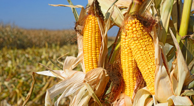 USDA: Prognozy mniejszych światowych dostaw pszenicy i zbóż paszowych