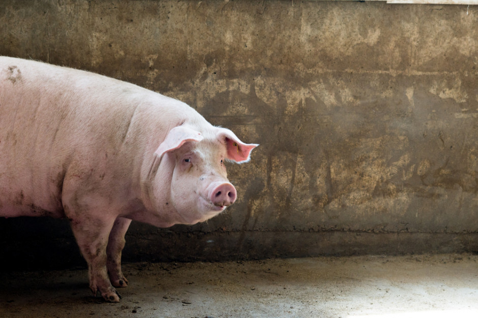 Opłacalność produkcji wieprzowiny wciąż pozostaje na niskim poziomie. Fot.Shutterstock