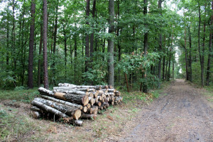 Przyłapani na kradzieży drewna z lasu