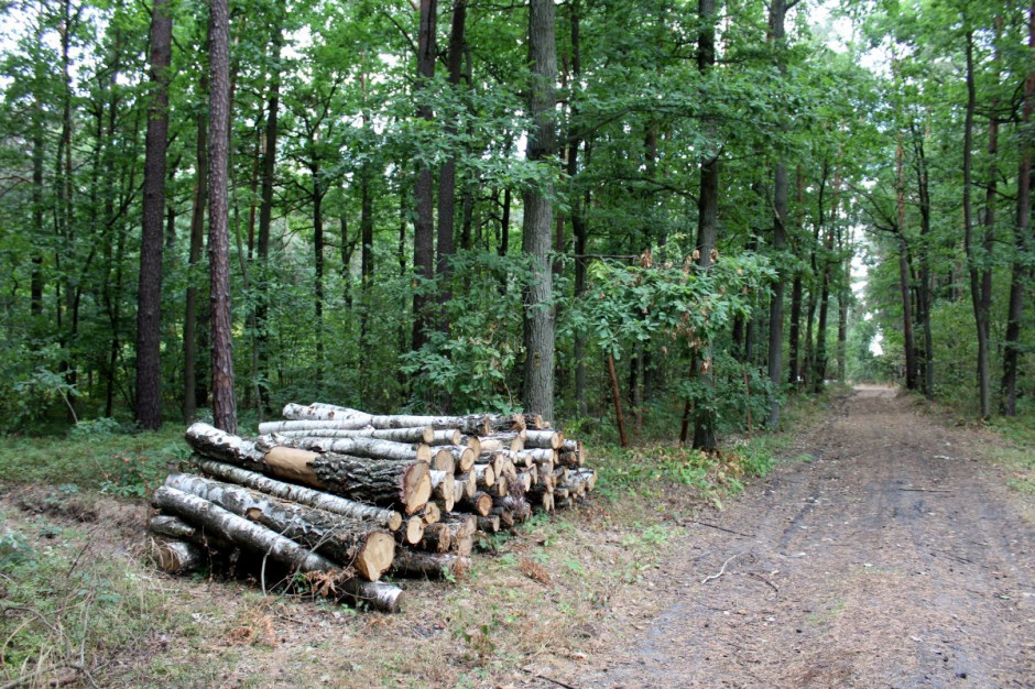 Rabusie aż 6 razy zakradali się do lasu po drewno, Foto: GT