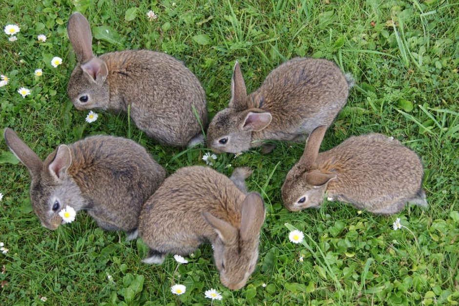 Wyrzucone do lasu króliki były chore, Foto: pixabay