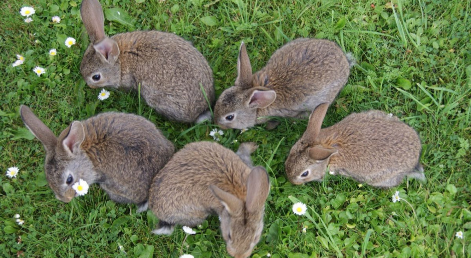 Ktoś porzucił w lesie kilkadziesiąt chorych królików