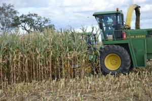Niemcy: wyschły pierwsze zbiory kukurydzy kiszonkowej