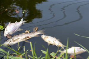 Łódzki Urząd Wojewódzki: śnięte ryby w rzece Ner; zwołano sztab kryzysowy