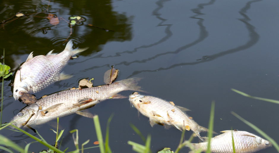 Fot. Shutterstock Znaleziono 10 kg śniętych ryb nad Wisłą w pobliżu Łomianek