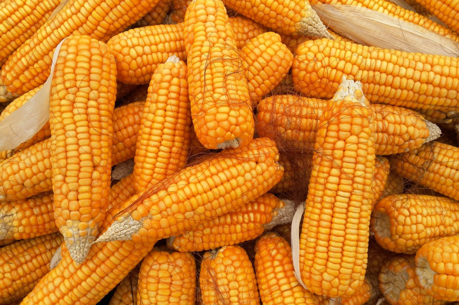 Luka kukurydziana w Chinach może sięgać nawet 30 milionów ton;  Fot.pixabay.com