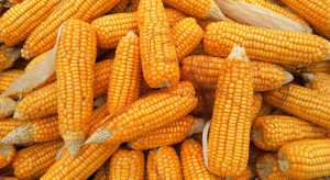 W Chinach zaczyna brakować kukurydzy