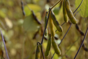 Agro Akademia Soi 2020