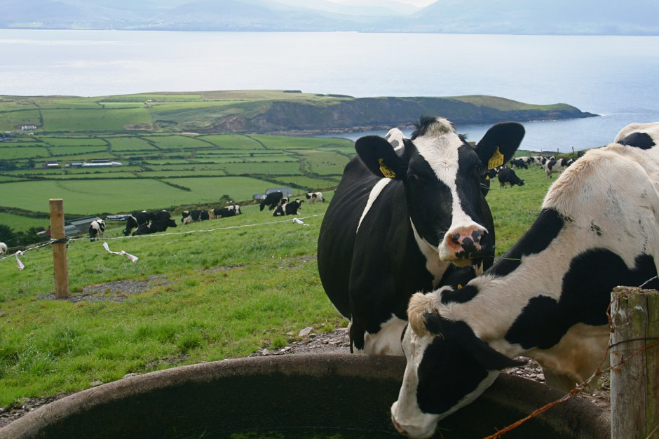 Produkcja mleka w Irlandii w tym roku ponownie rośnie; Fot.pixabay.com