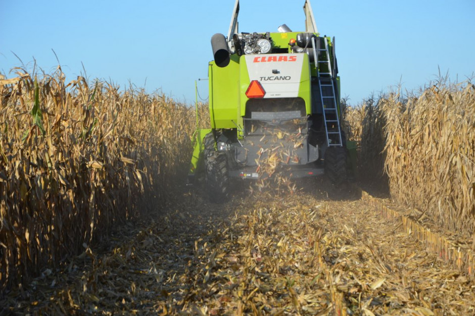 Na jakie ceny kukurydzy mamy się przygotować? fot. M. Tyszka