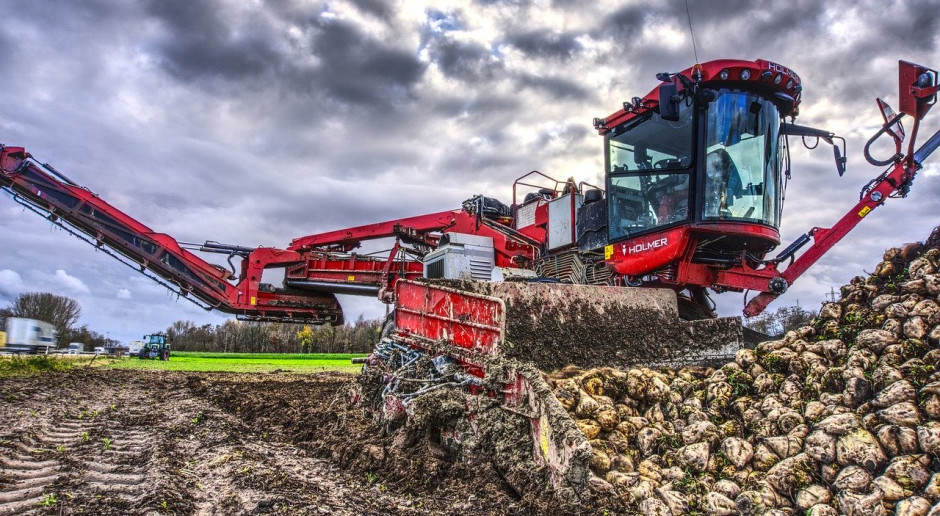 Wielu plantatorów buraków rezygnuje z upraw, a cukrownie są zamykane, ponieważ nie przynoszą już zysków; Fot.pixabay.com UE: Kryzys uprawy buraków cukrowych