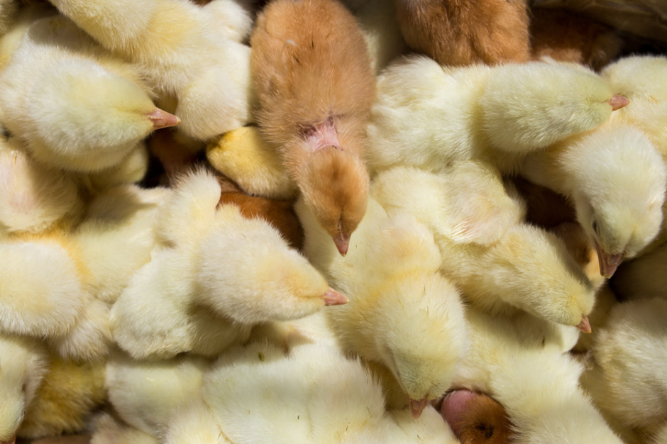 Niemcy są pierwszym państwem, które zabroni uśmiercania kogucików, Fot. Shutterstock