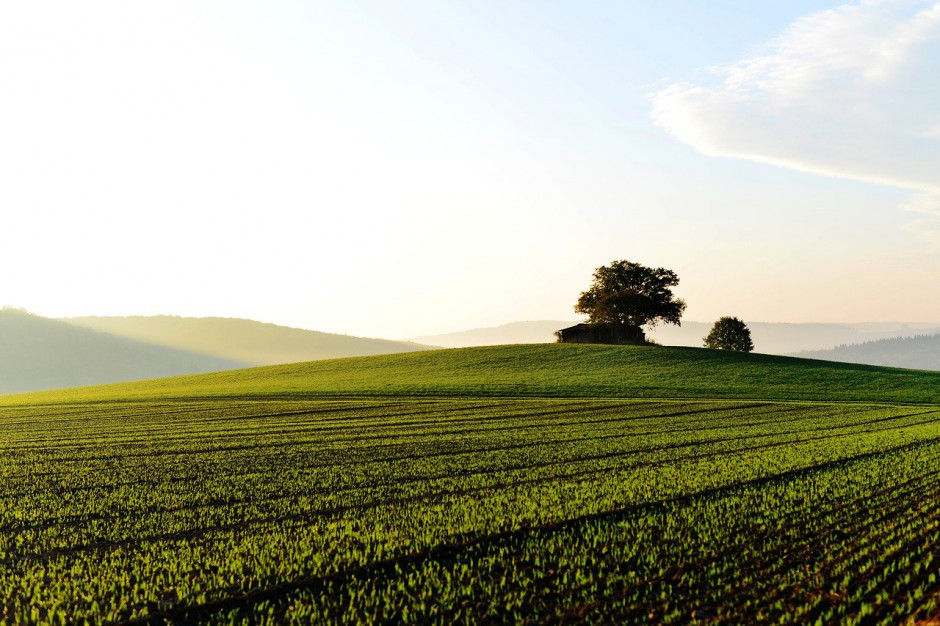 Niemiecka prezydencja Rady UE chciałaby nakazać wprowadzenie pola nieprodukcyjnego stanowiącego ponad 5 proc. gruntów ornych; Fot.pixabay.com
