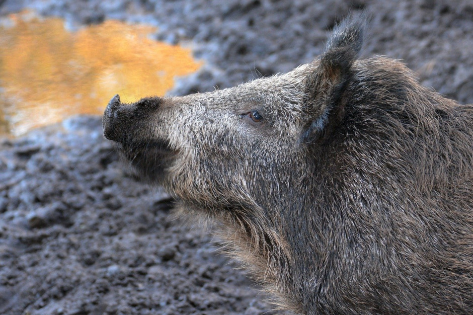 W powiecie Spree-Neisse dotkniętym afrykańskim pomorem świń trwają działania mające na celu powstrzymanie choroby zwierząt; Fot.pixabay.com