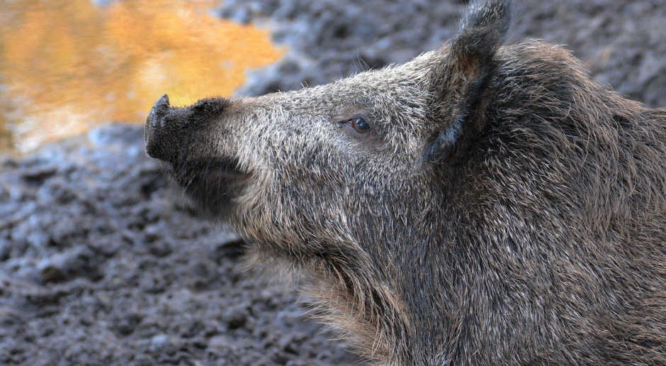 W powiecie Spree-Neisse dotkniętym afrykańskim pomorem świń trwają działania mające na celu powstrzymanie choroby zwierząt; Fot.pixabay.com Niemcy: ASF - ogrodzenie wokół strefy rdzeniowej w budowie