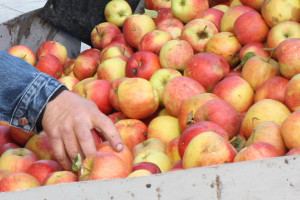 Złodzieje ukradli z sadów pięć ton jabłek