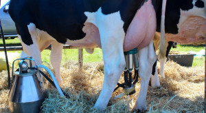 Czy czeka nas sezonowy wzrost ceny mleka?