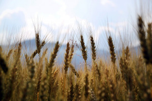 Francja: Producenci zbóż biją na alarm