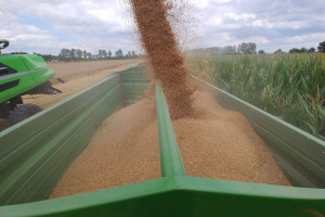 Ardanowski: cieszymy się dobrymi zbiorami zbóż w tym roku