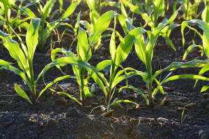 Francja: Ostrzeżenie przed niedoborem nasion kukurydzy