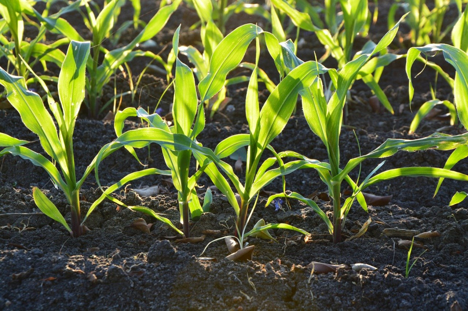We Francji organizacja zrzeszająca producentów nasion kukurydzy i sorgo (FNPSMS) ostrzegła przed niedoborami dostaw nasion kukurydzy; Fot.pixabay.com