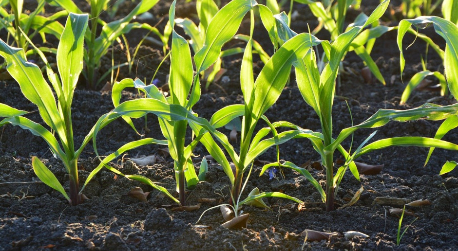 We Francji organizacja zrzeszająca producentów nasion kukurydzy i sorgo (FNPSMS) ostrzegła przed niedoborami dostaw nasion kukurydzy; Fot.pixabay.com Francja: Ostrzeżenie przed niedoborem nasion kukurydzy