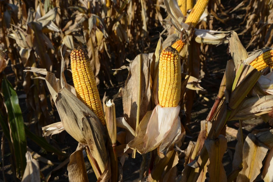 Jakie ceny kukurydzy w 2020 r.? fot. M. Tyszka