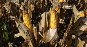 IZP: Brak kukurydzy na rynku wewnętrznym