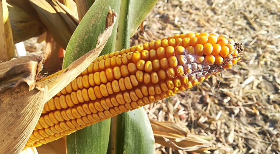 Grzyby z rodzaju Fusarium na kolbie kukurydzy; Fot. A. Kobus Fuzarioza widoczna w kukurydzy – jaka jest presja choroby?