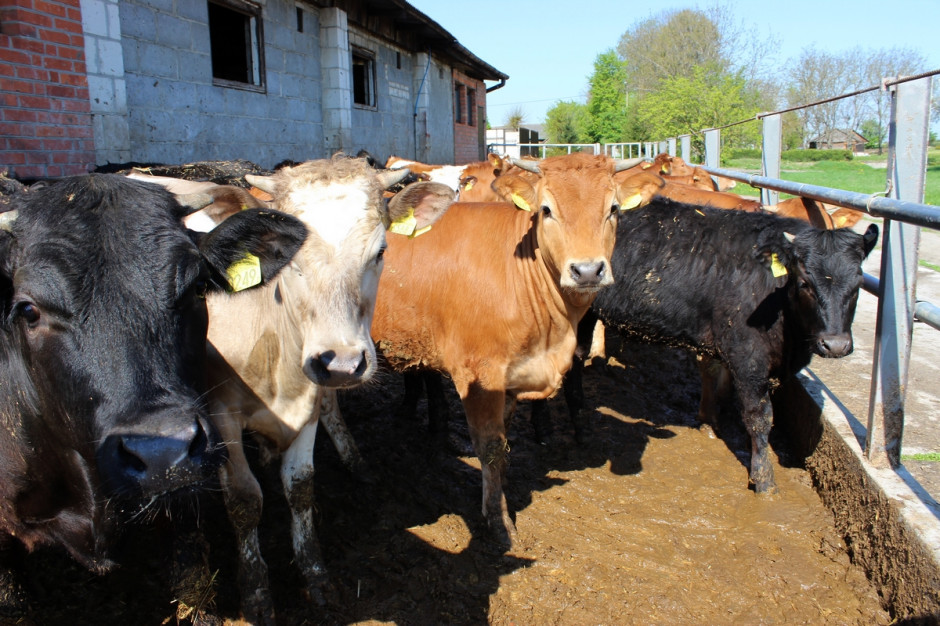 Les tarifs d’acquisition de bétail ont de nouveau enregistré des baisses