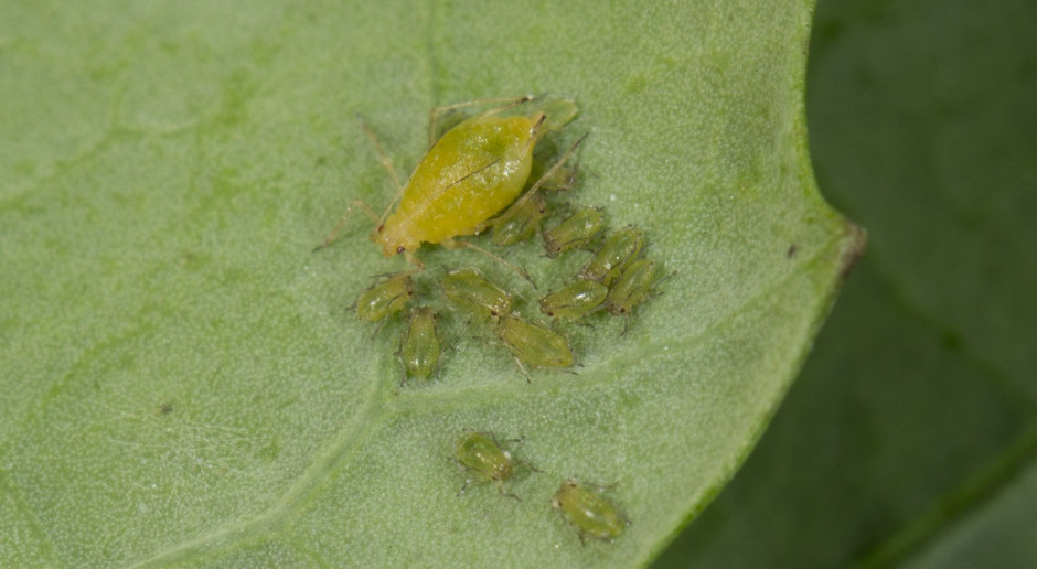 Mszyca brzoskwiniowo-ziemniaczana (Myzus persicae) w rzepaku; Fot. IOR Próg szkodliwości jesiennych szkodników rzepaku ozimego