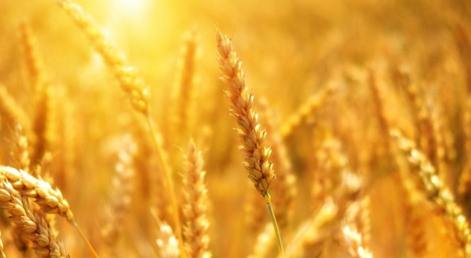 Do 21 września rosyjscy rolnicy zebrali 83,8 mln ton pszenicy z obszaru 27,2 mln ha, przy średnim plonie 3,09 t / ha; Fot.pixabay.com Rosja: Kampania żniwna zakończona w 85 procentach