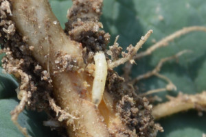 Jesienna ochrona insektycydowa rzepaku z Innvigo