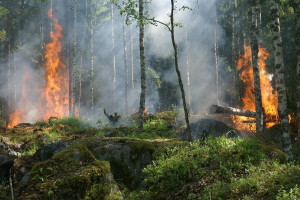 USA: Ogromne pożary niszczą miliony akrów pól uprawnych i lasów