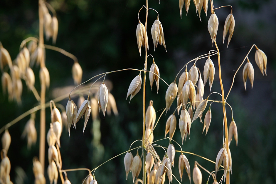 Nasiona owsa są wykorzystywane do produkcji płatków owsianych. Pixabay, Nennieinszweidrei