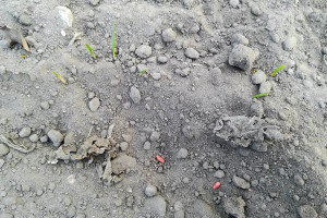 Niska wilgotność gleby w strefie siewu zbóż