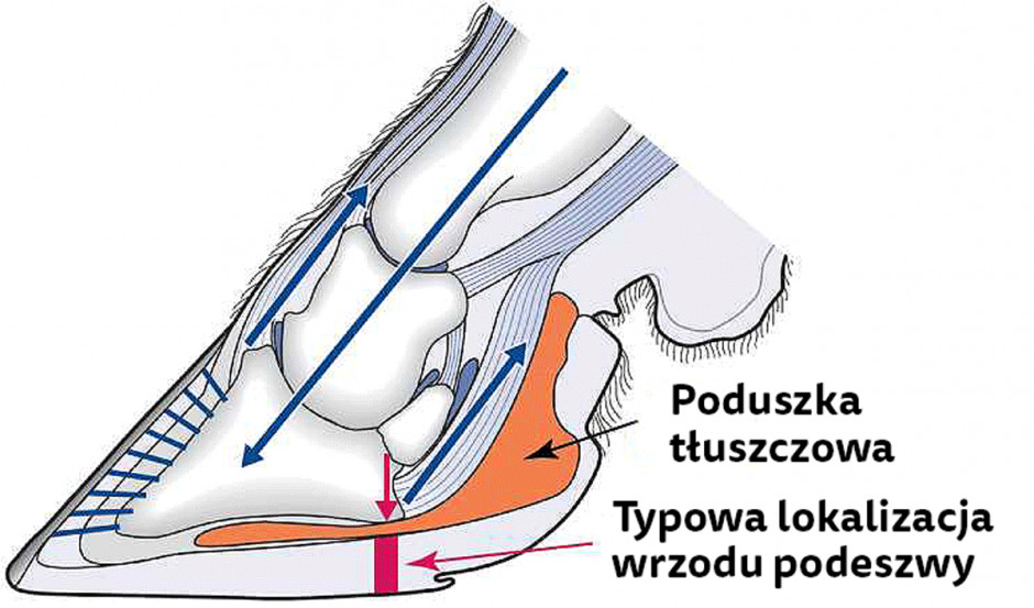 Poduszka tłuszczowa wypełnia przestrzeń pomiędzy kością racicową i podeszwą 