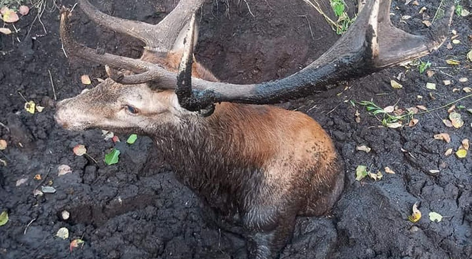 Bez pomocy ludzi zwierzeta by zginęły, Foto: OSP Podbiel Na ratunek jeleniom w bagnie