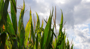 IZP: Kukurydza mokra po 420-470, a sucha po 600-650 zł/t netto