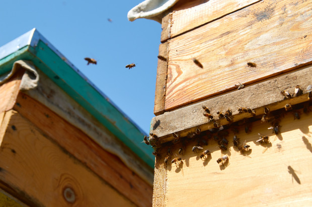 Pszczoły zbierają mikroplastik