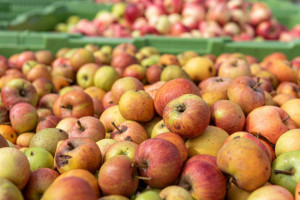 Analiza: Niskie ceny jabłek przemysłowych