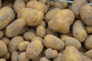 Wysokie zbiory ziemniaka, ale niskie ceny