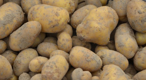 Wysokie zbiory ziemniaka, ale niskie ceny