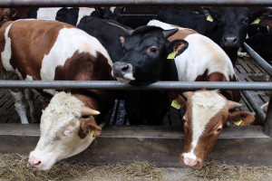 Ceny bydła – sytuacja jest stabilna, ale napięcie rośnie
