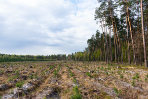 Spiegel: Niemieckie lasy w fatalnym stanie