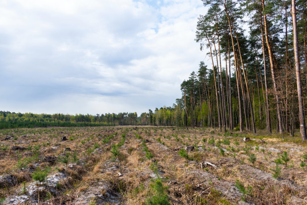 W lasach Podkarpacia trwa coroczne smarowanie sadzonek